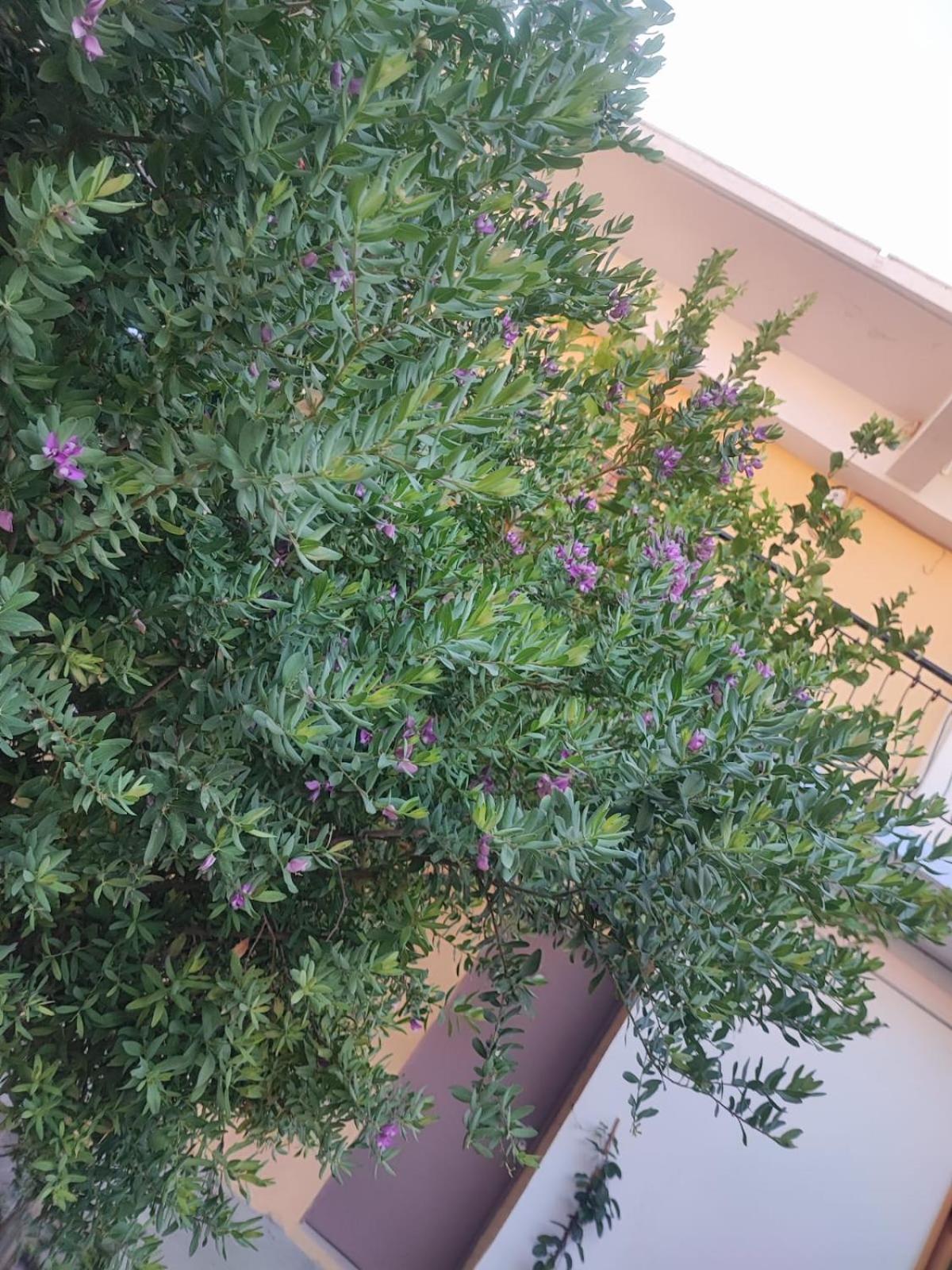 Myrtia Apartment Symi Bagian luar foto